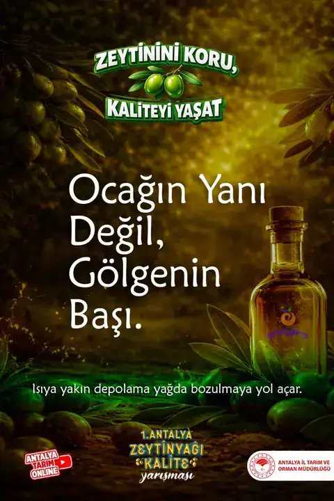 Antalya’da Zeytin Dalından Sofraya Zeytinyağı Kalite Rehberi 4